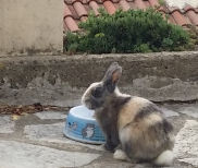 tom lapin médiateur