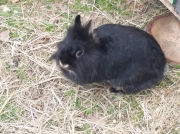 zorro lapin médiateur